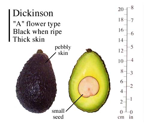 Dickinson phtot