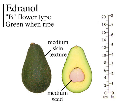 Edranol photo