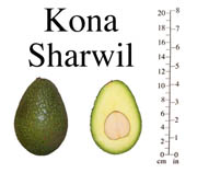 Kona Sharwil photo