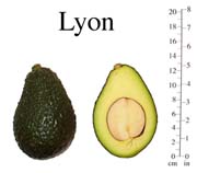Lyon photo