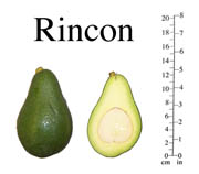 Rincon photo