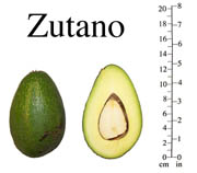 Zutano photo