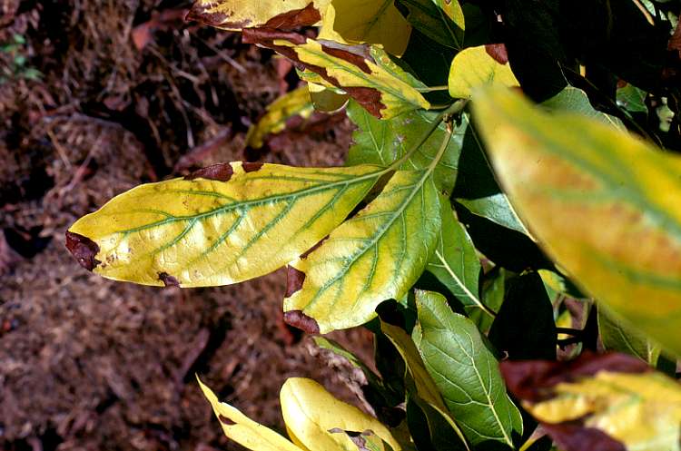 Iron Induced Chlorosis