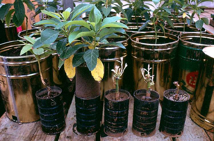 Avocado propagation by etiolation