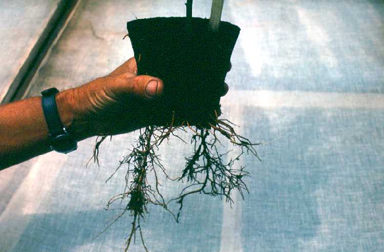 Avocado cuttings in peat pots