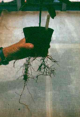 Avocado cuttings in peat pots