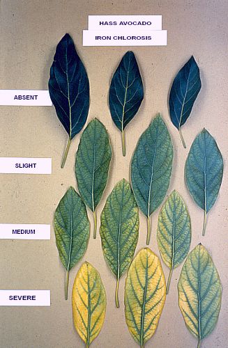 Iron Chlorosis Corona