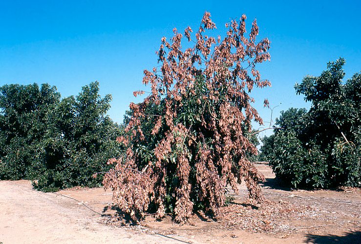 Verticillium wilt Clements, McFarland