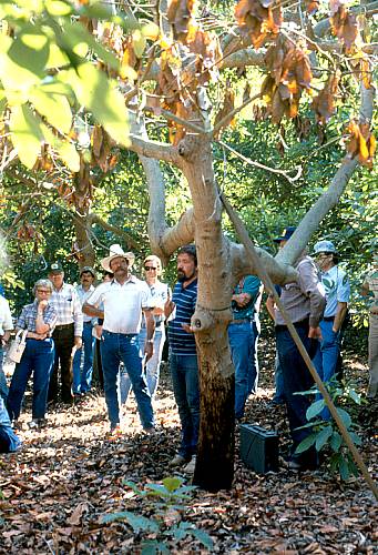 Phytophthora citricola, Carpenteria