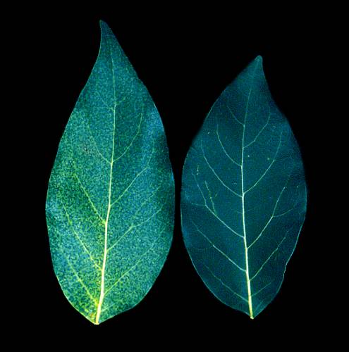 Nitrogen (N) deficiency with normal leaf, Jalna