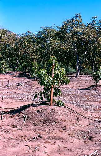 Mounding for avocado replant