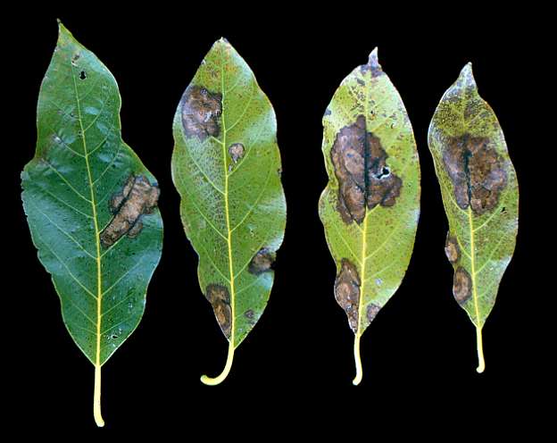 Potassium (K) deficiency Toto Canyon SLO K-0.13-0.26% Ca-1.0-1.5% Mg-1.7-2.3%