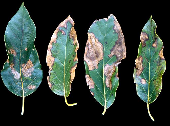 Potassium (K) deficiency Bacon leaves Blanchard Jr. Cayucos K-0.21% Ca-1.6%