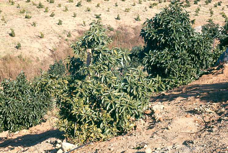 Zinc (Zn) deficiency Reed avocados Herklotz, Rancho California