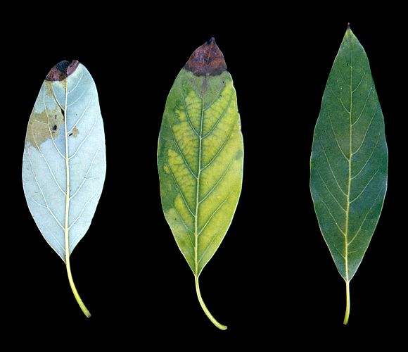 Rayonier spray effect on avocado leaves Iron (Fe) Bishop Ranch - Goleta