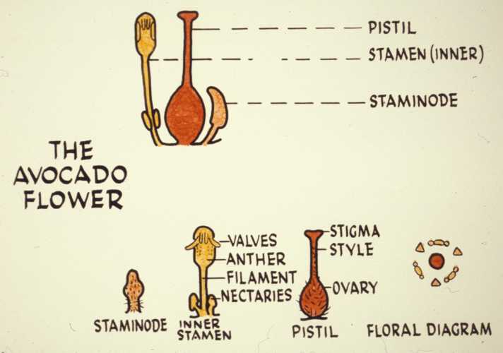 Avocado Flower Structure - Pistil, Inner Stamens, Staminodes