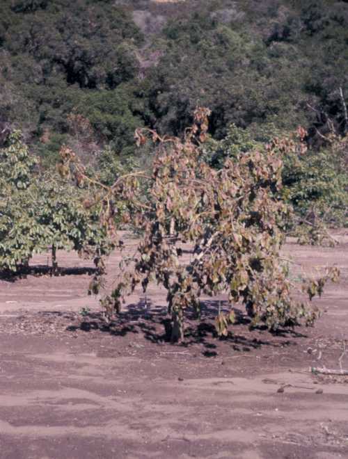 Armillaria on Hass Avocado - Tree collapse