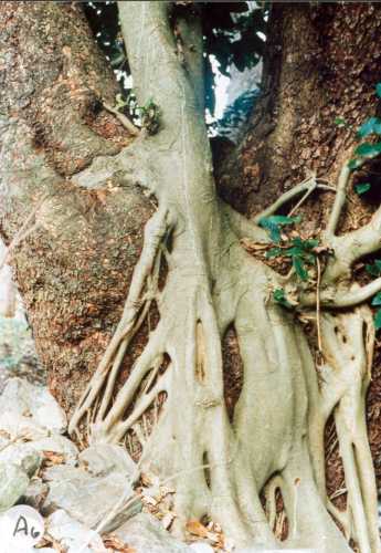 Persea americana var.