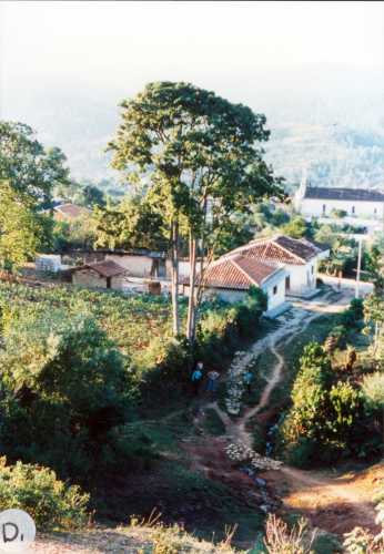 Persea americana var. guatemalensis