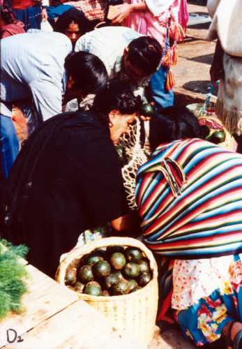 Persea americana var. guatemalensis