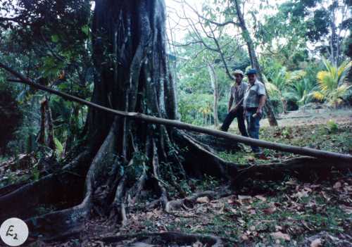 Persea americana