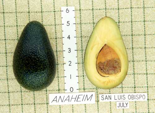 Anaheim Cultivar