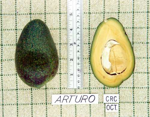 Arturo Cultivar