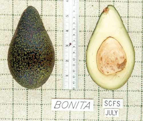 Bonita Cultivar