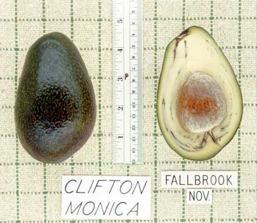 Clifton (Monica) Cultivar
