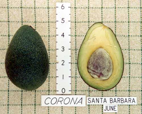 Corona Cultivar