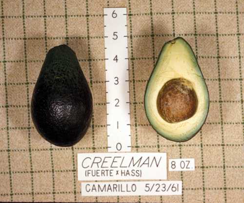 Creelman Cultivar