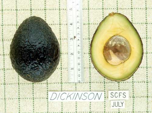 Dickinson Cultivar