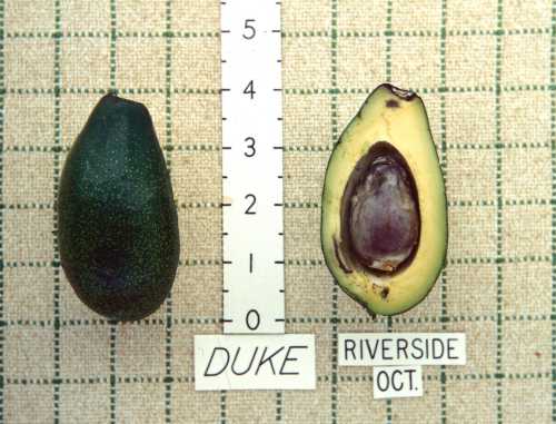 Duke Cultivar