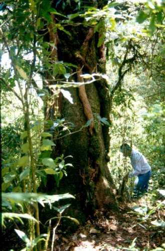 Persea steyermarkii