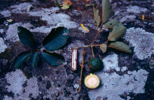 Unknown Persea species from Chiapas, MX