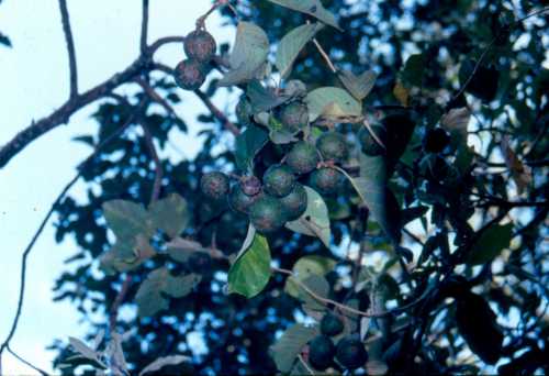 Unknown Persea species from Chiapas, MX