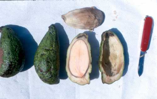Persea schiedeana (chinini)