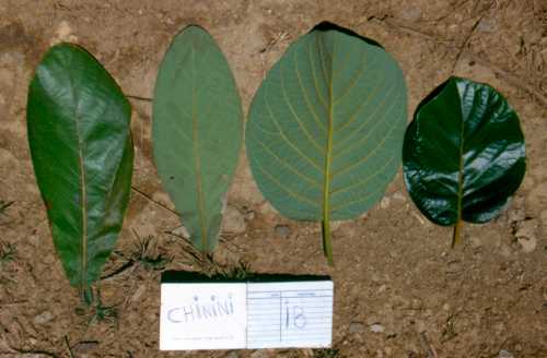 Persea schiedeana (chinini)