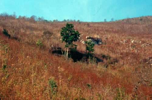 Persea americana var. guatemalensis