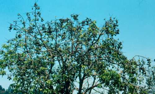 Persea americana var. guatemalensis