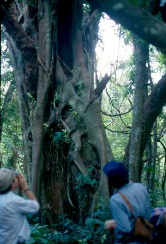 Persea americana var. americana