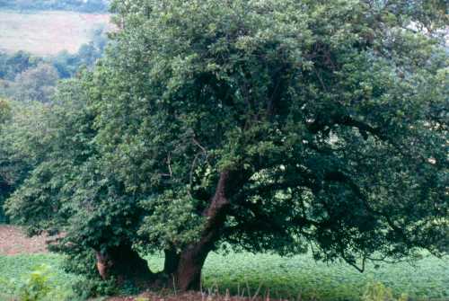 Persea americana var. drymifolia