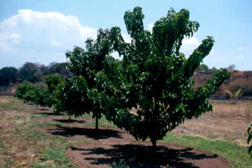 Persea americana var. americana