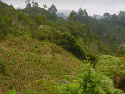 Persea americana var. guatemalensis