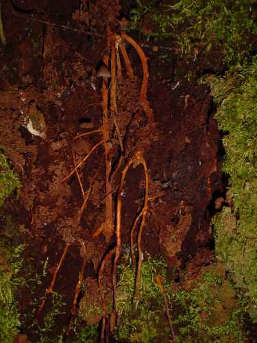Persea steyermarkii