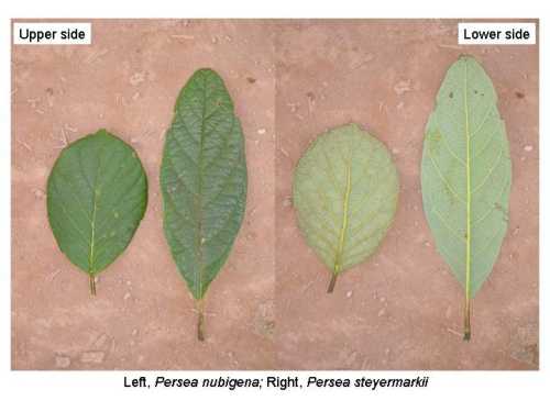 Persea nubigena and Persea steyermarkii