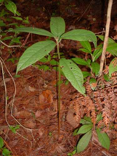 Persea steyermarkii