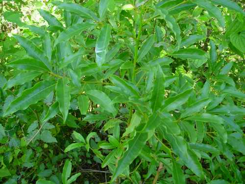 Pesea parvifolia