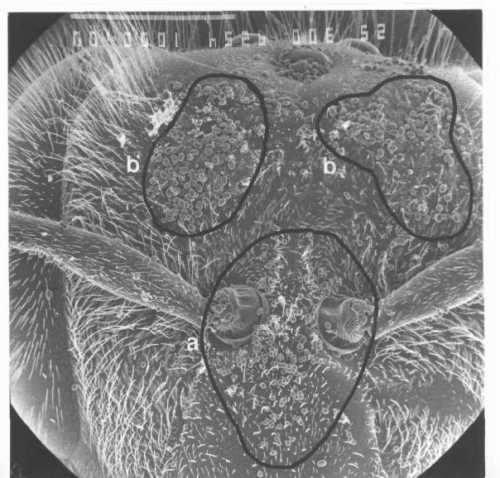 Pollen deposition on honey bee head