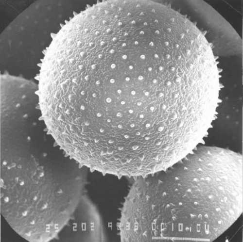 Avocado pollen grain, cv. Hass